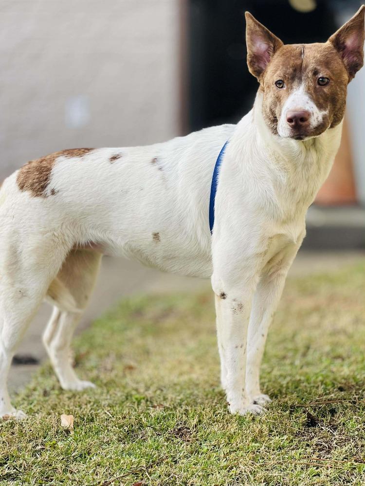 Stone, a ADOPTABLE mixed breed in Naperville, IL image 5/5