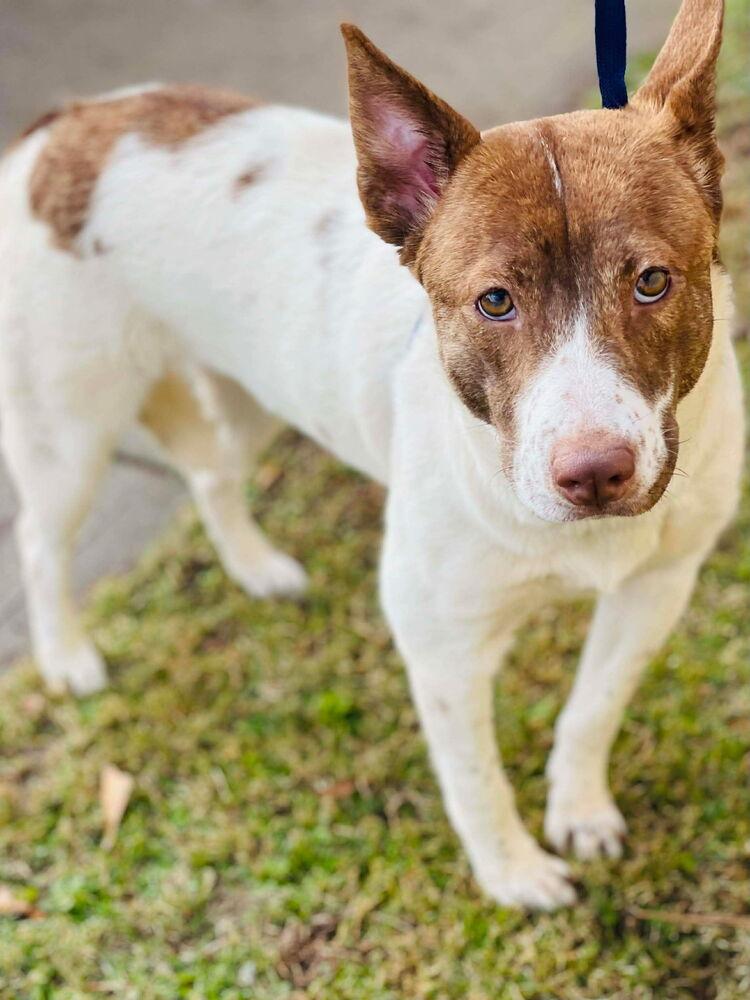 Stone, a ADOPTABLE mixed breed in Naperville, IL image 2/5