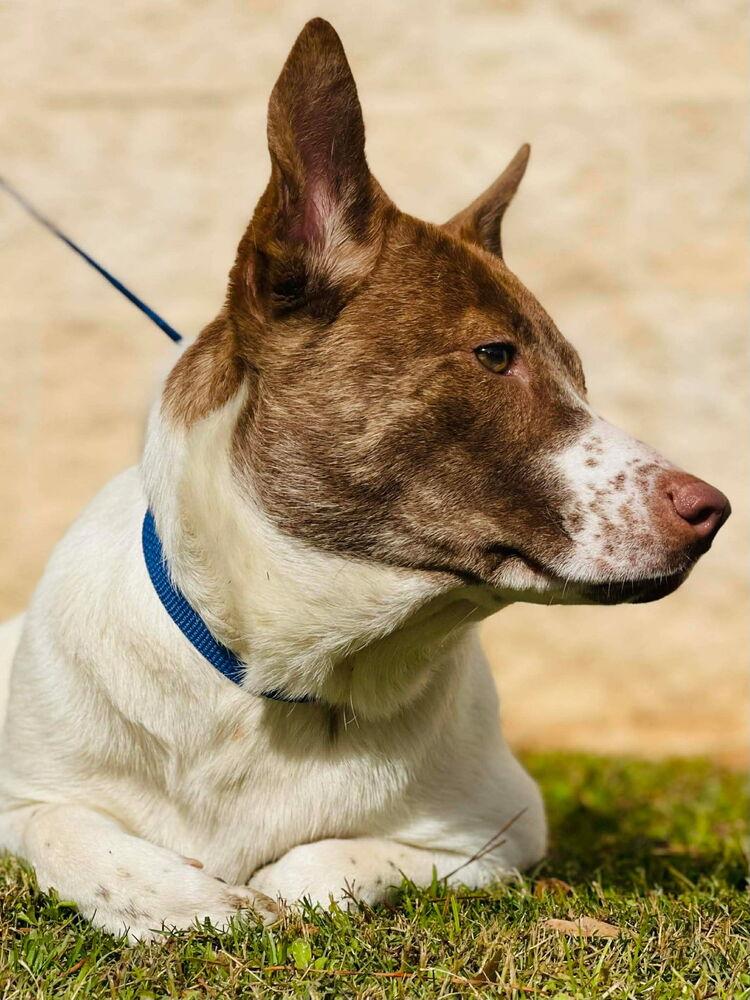 Stone, a ADOPTABLE mixed breed in Naperville, IL image 3/5