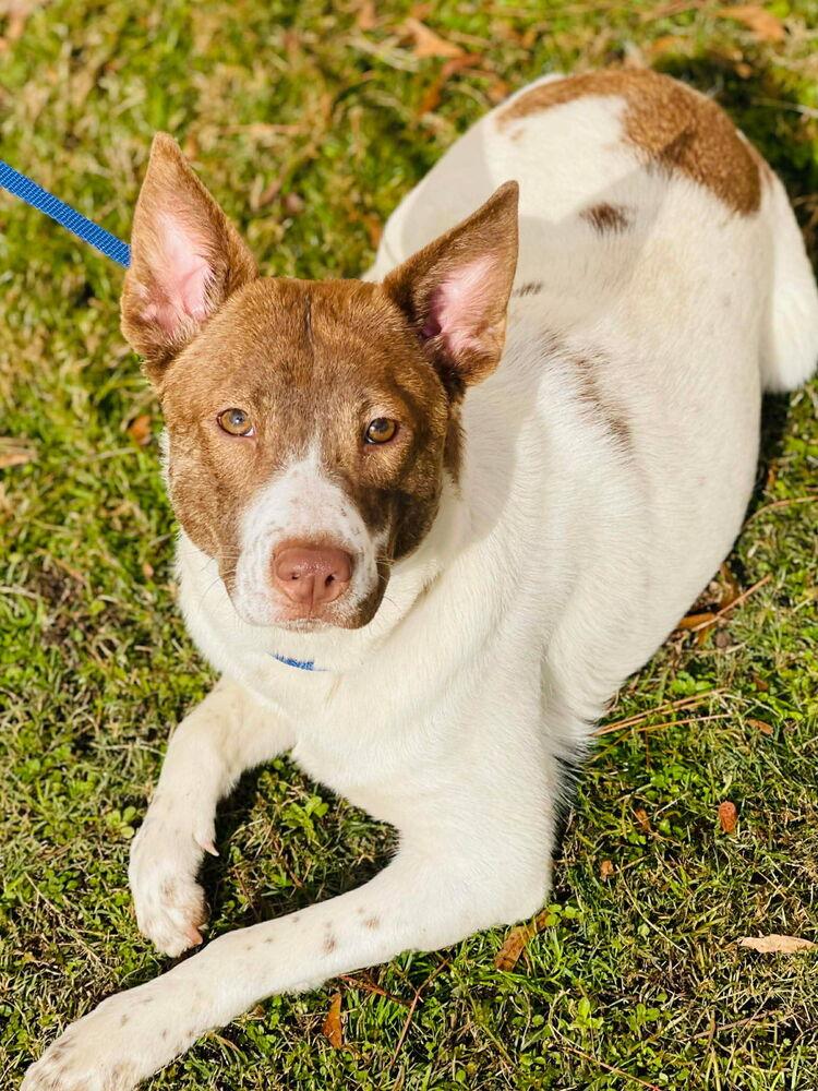 Stone, a ADOPTABLE mixed breed in Naperville, IL image 4/5