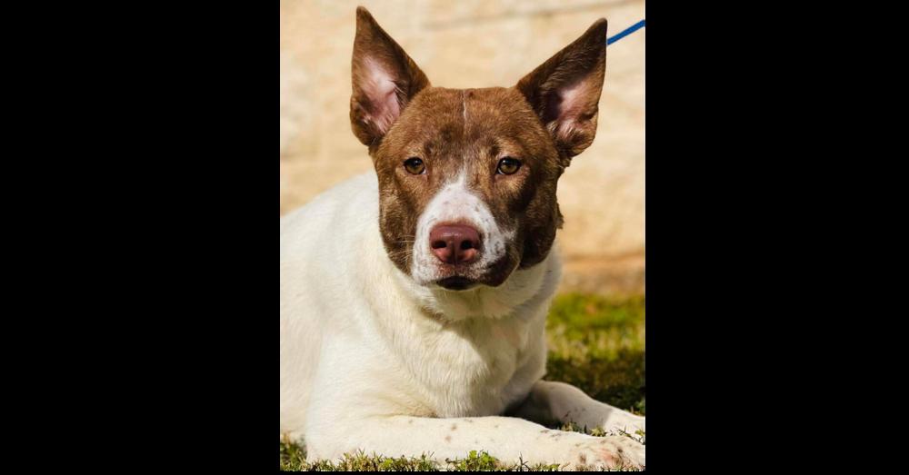 Stone, ADOPTABLE, Adult Female Cattle Dog & Labrador Retriever.