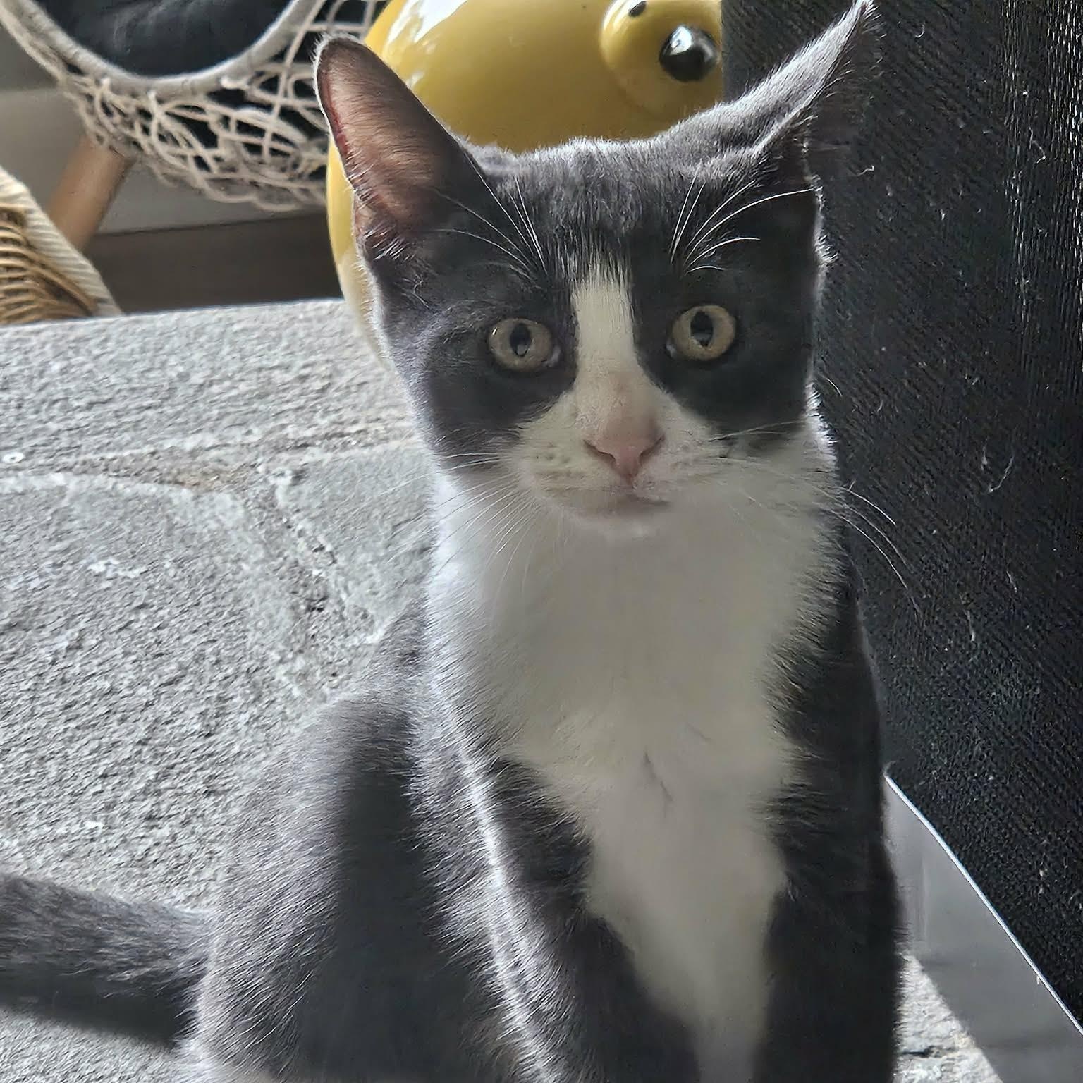 Enlarge Darcy, a Adoptable Domestic Short Hair in Rochester, NY image 2/4