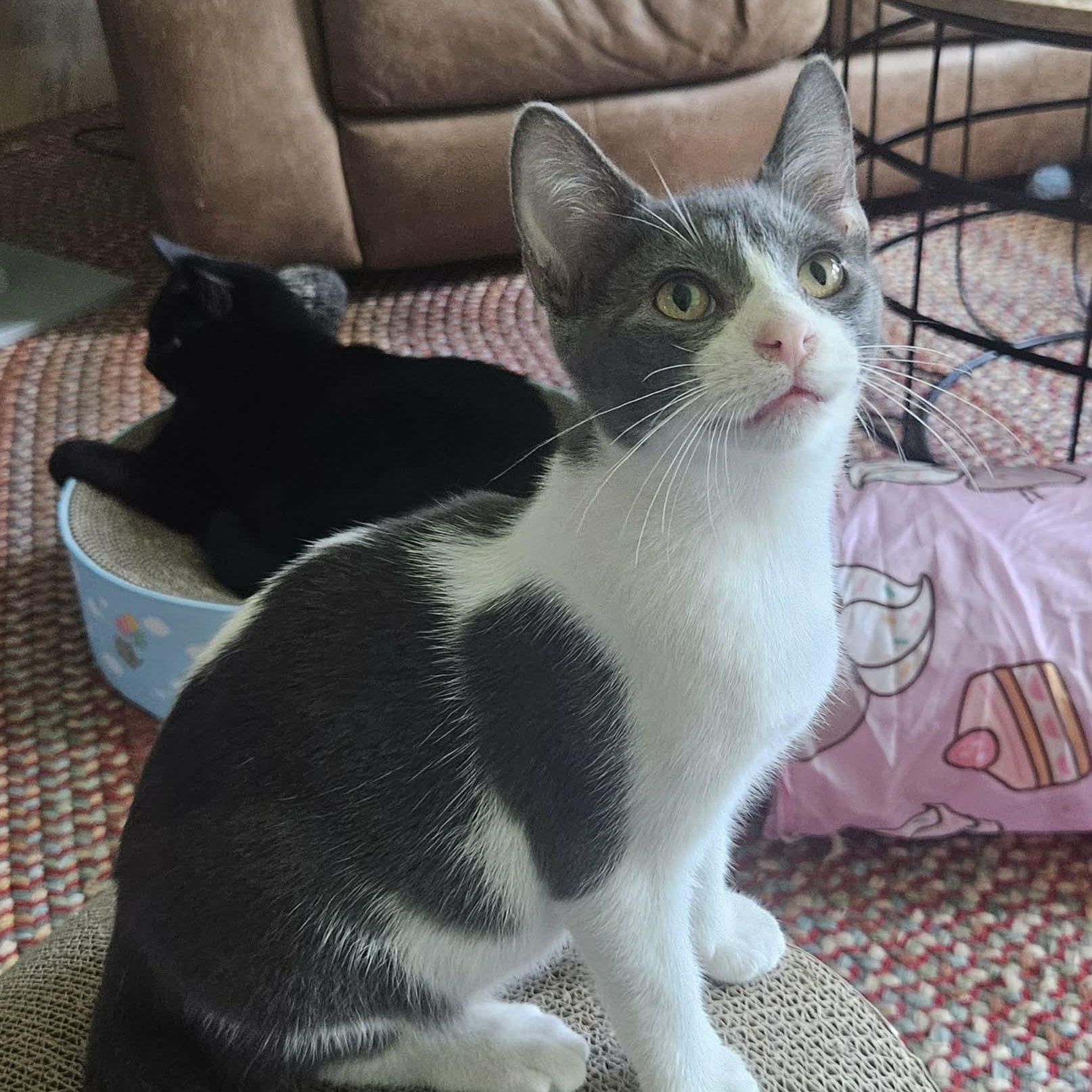 Enlarge Darcy, a Adoptable Domestic Short Hair in Rochester, NY image 3/4