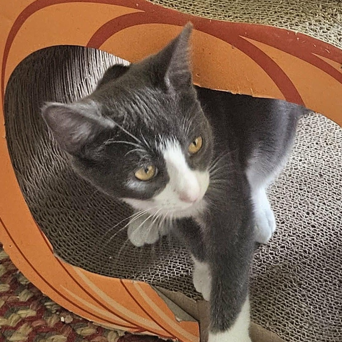 Enlarge Darcy, a Adoptable Domestic Short Hair in Rochester, NY image 1/4