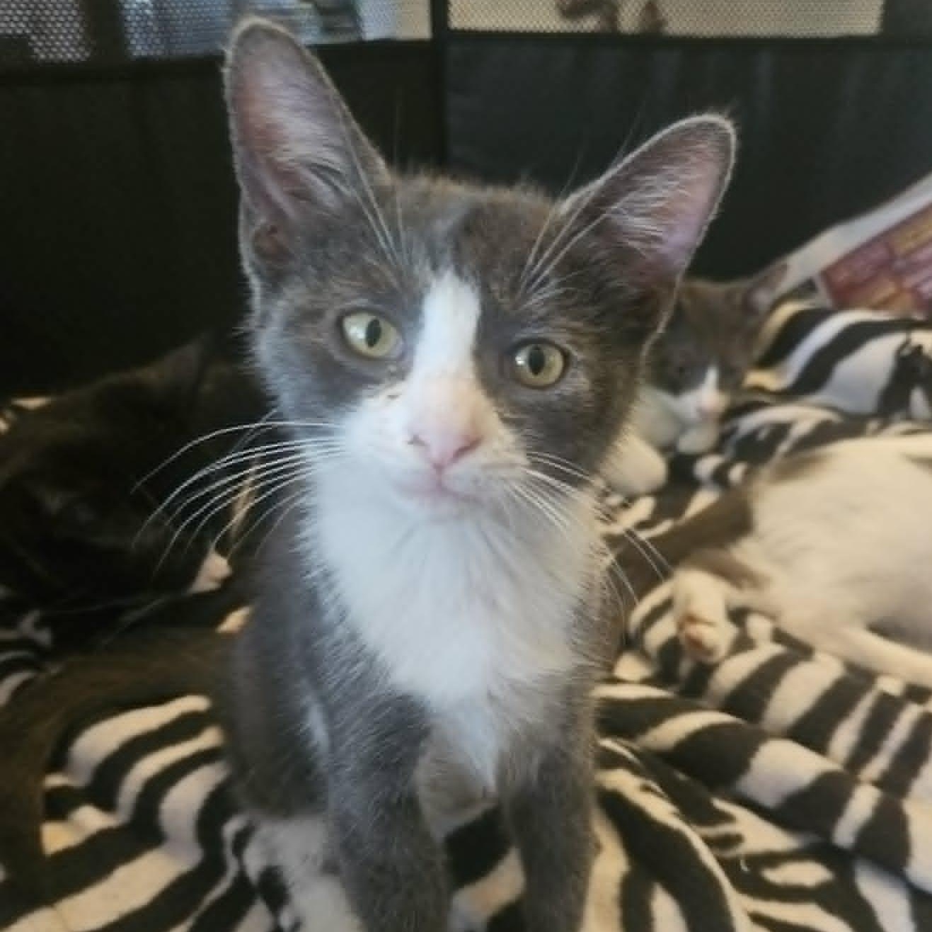 Enlarge Darcy, a Adoptable Domestic Short Hair in Rochester, NY image 4/4