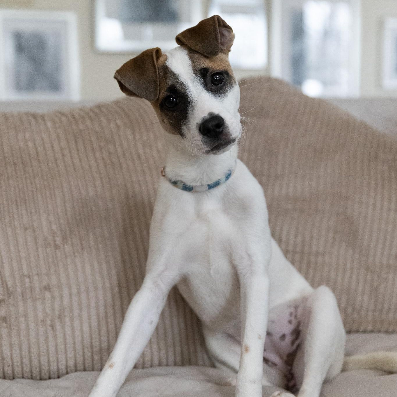 Enlarge Winter, a ADOPTABLE mixed breed in Alexandria, VA image 2/6