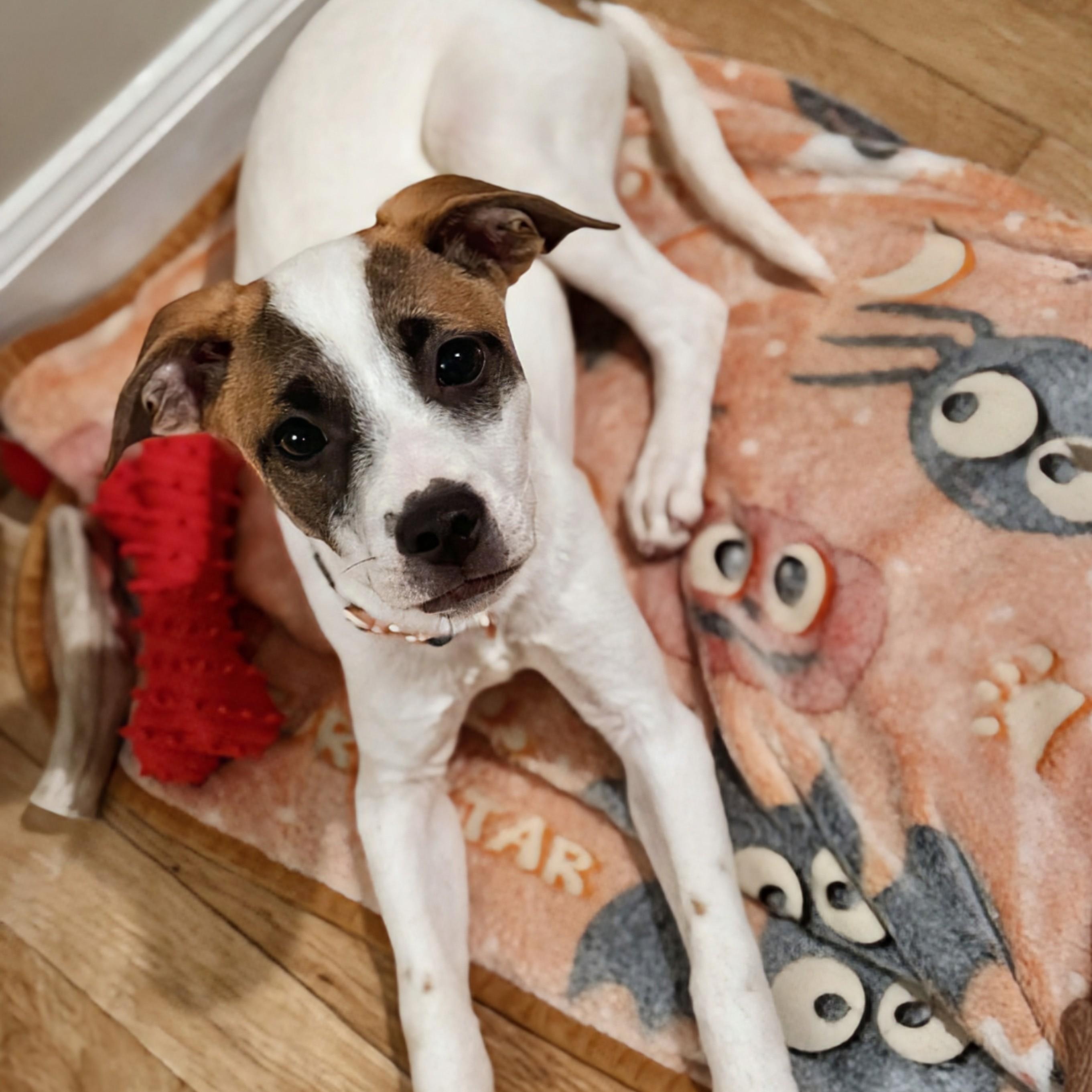 Enlarge Winter, a ADOPTABLE mixed breed in Potomac, MD image 1/5