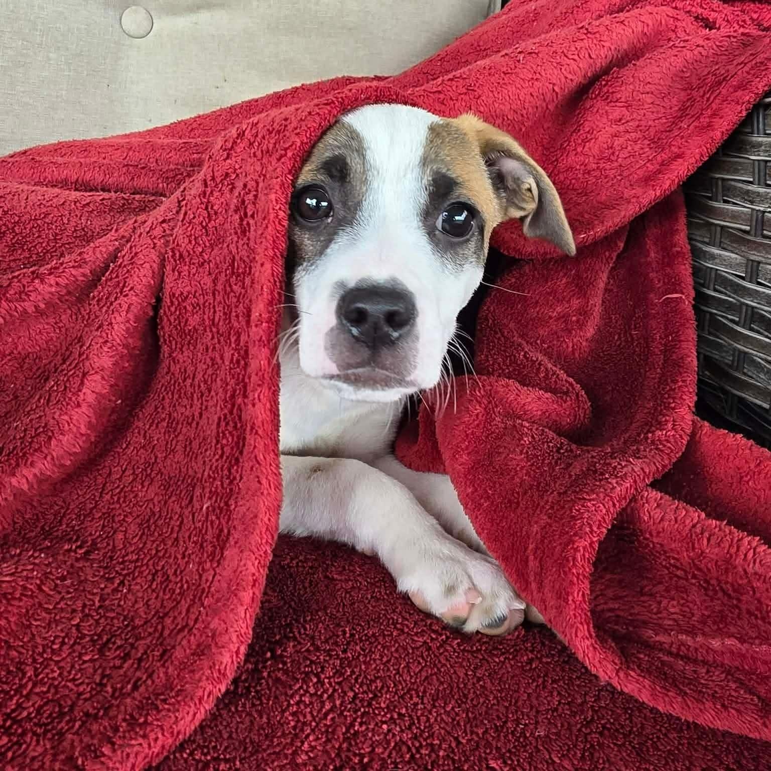 Winter, ADOPTABLE, Puppy Female Mixed Breed.