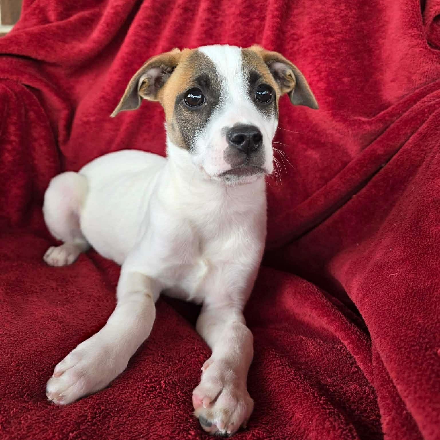 Enlarge Winter, a ADOPTABLE mixed breed in Potomac, MD image 5/5