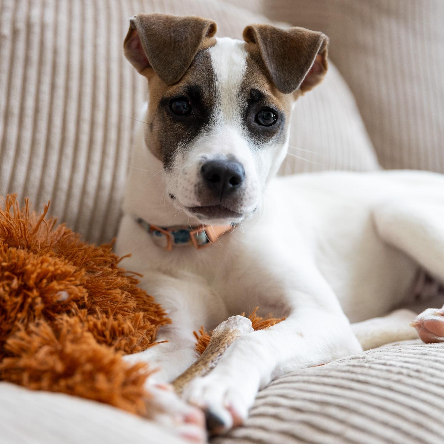 Enlarge Winter, a ADOPTABLE mixed breed in Alexandria, VA image 1/6
