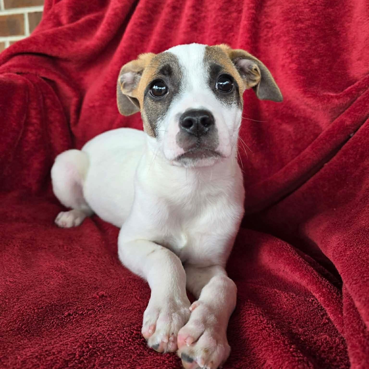 Enlarge Winter, a ADOPTABLE mixed breed in Potomac, MD image 2/5