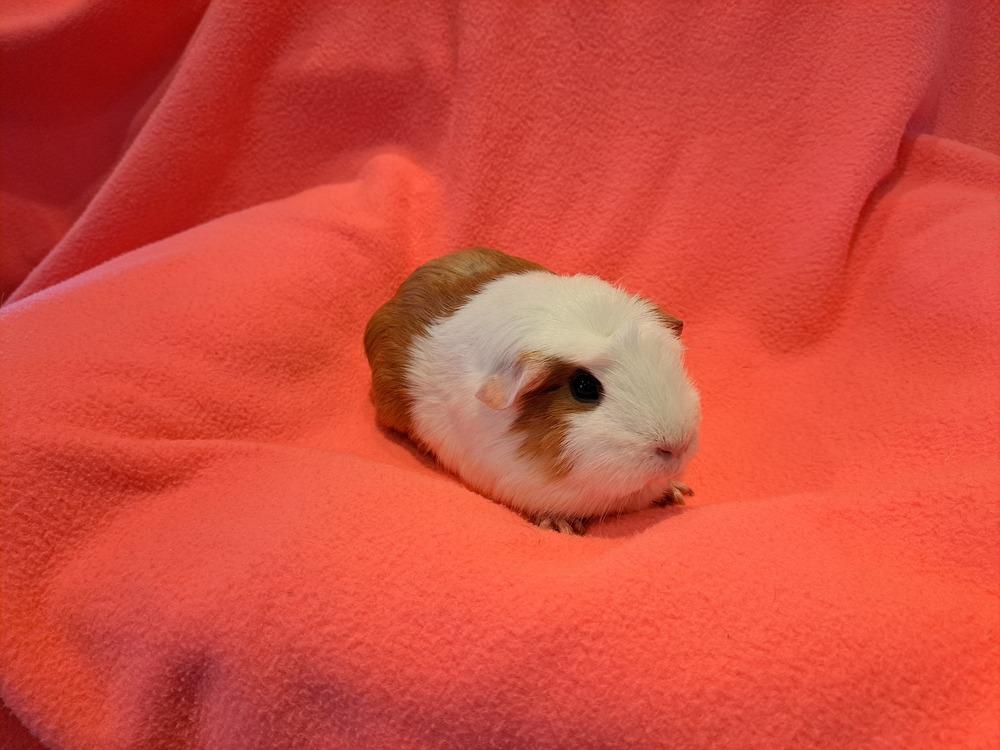 Enlarge Crookshanks and Hedwig, a Adoptable mixed breed in South Bend, IN image 1/5