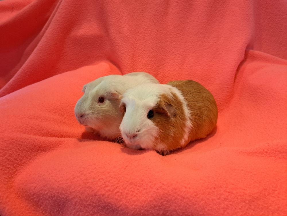 Enlarge Crookshanks and Hedwig, a Adoptable mixed breed in South Bend, IN image 3/5