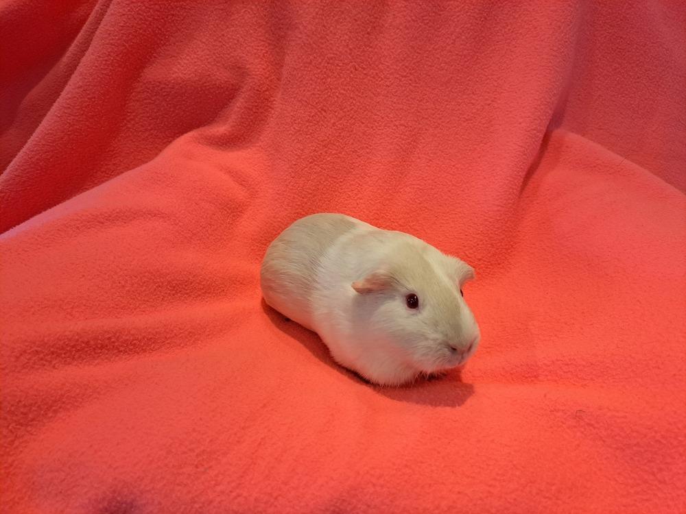 Enlarge Crookshanks and Hedwig, a Adoptable mixed breed in South Bend, IN image 4/5