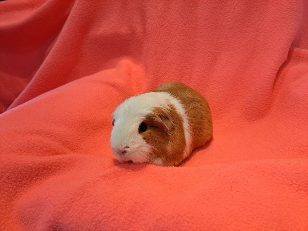 Enlarge Crookshanks and Hedwig, a Adoptable mixed breed in South Bend, IN image 5/5