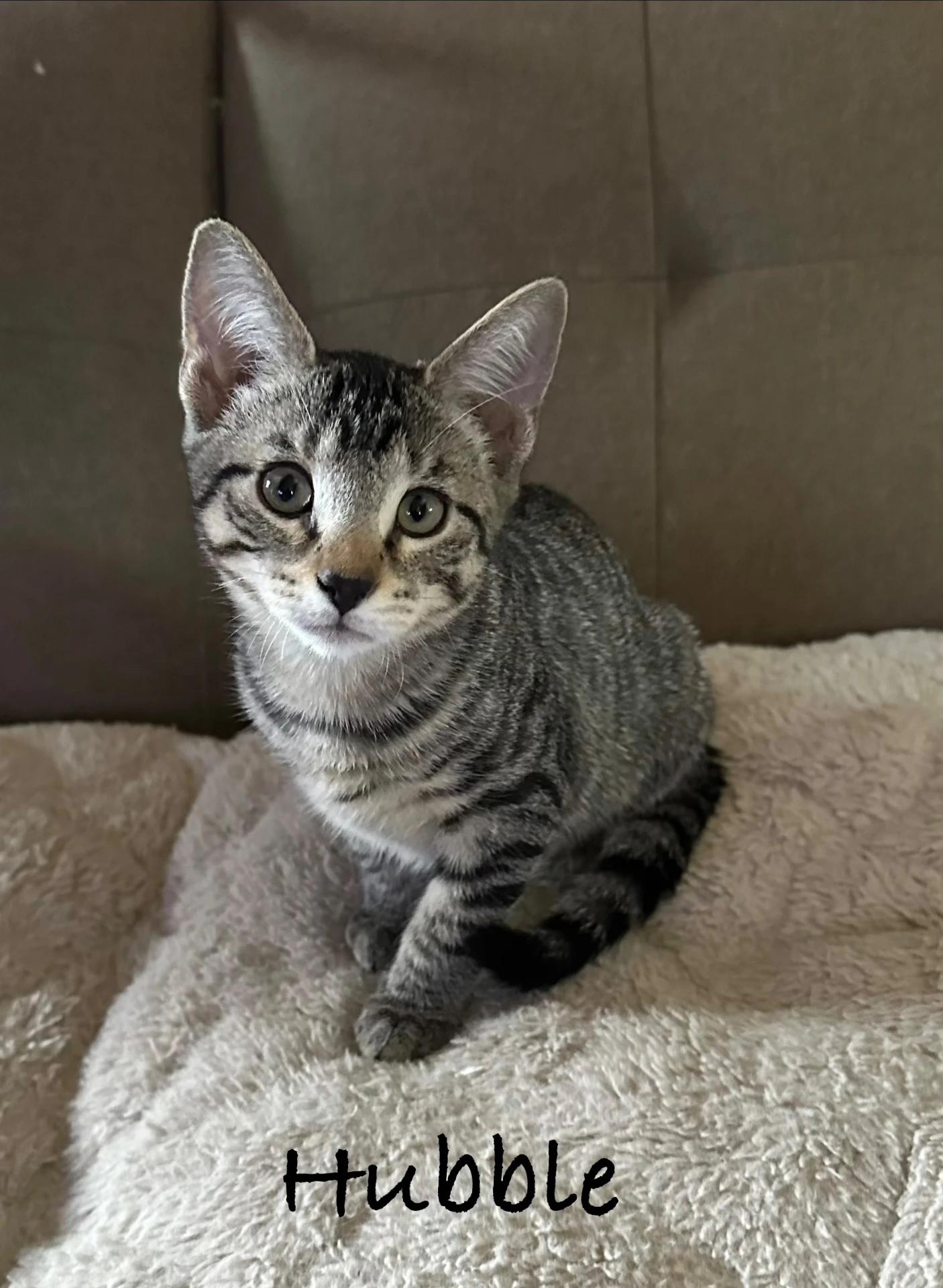 Hubble, Adoptable, Young Male Domestic Short Hair.