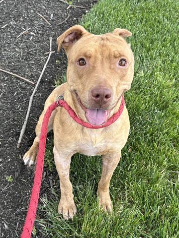 BUDDY, Adoptable, Young Male Pit Bull Terrier.