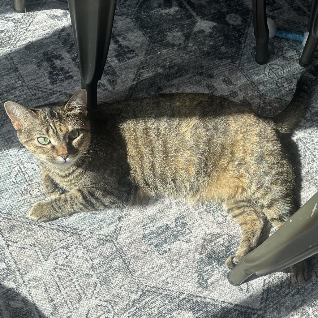 Prada, Adoptable, Adult Female Domestic Short Hair.