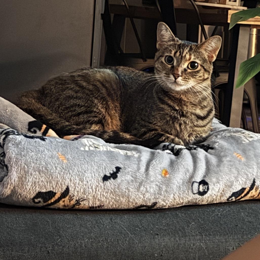 Prada, a Adoptable Domestic Short Hair in Greenfield, IN image 1/4