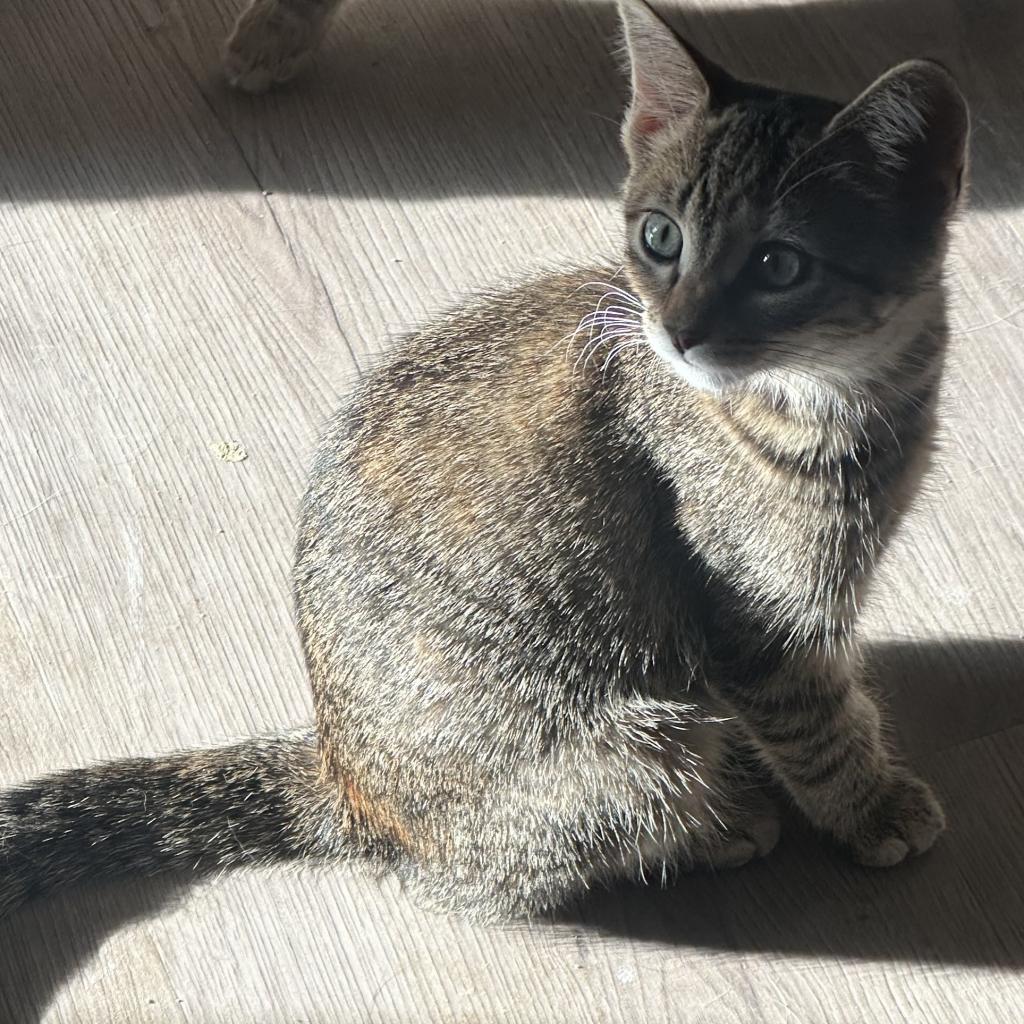 Prada, a Adoptable Domestic Short Hair in Greenfield, IN image 2/4