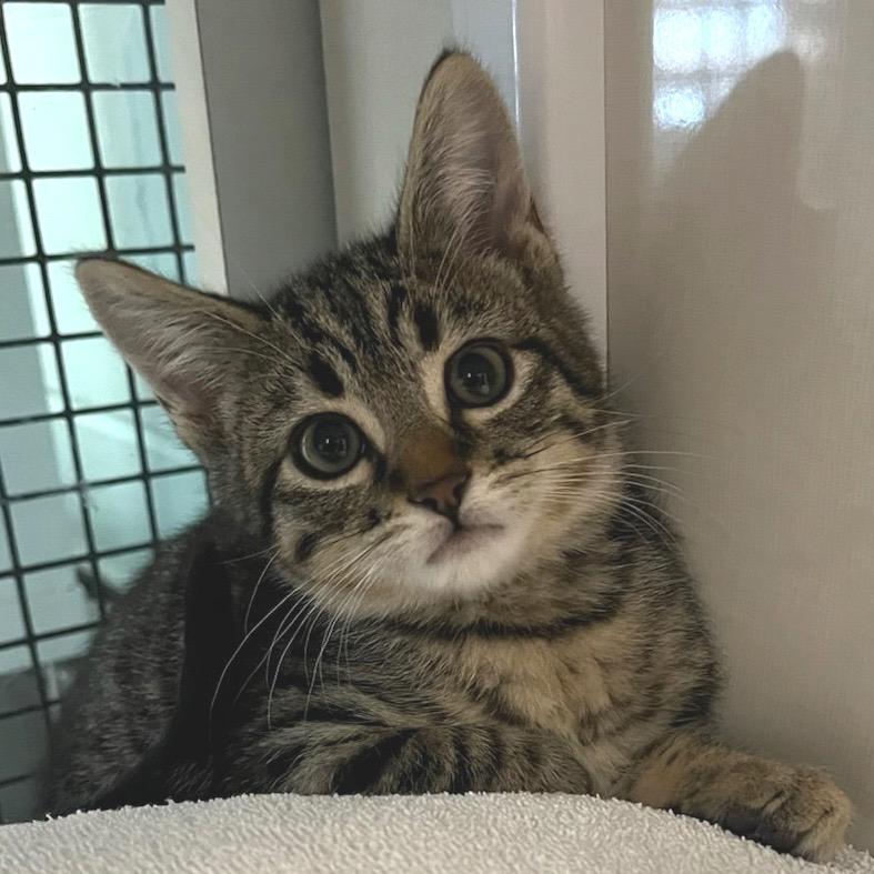 Chai (purple collar), Adoptable, Kitten Male Domestic Short Hair.