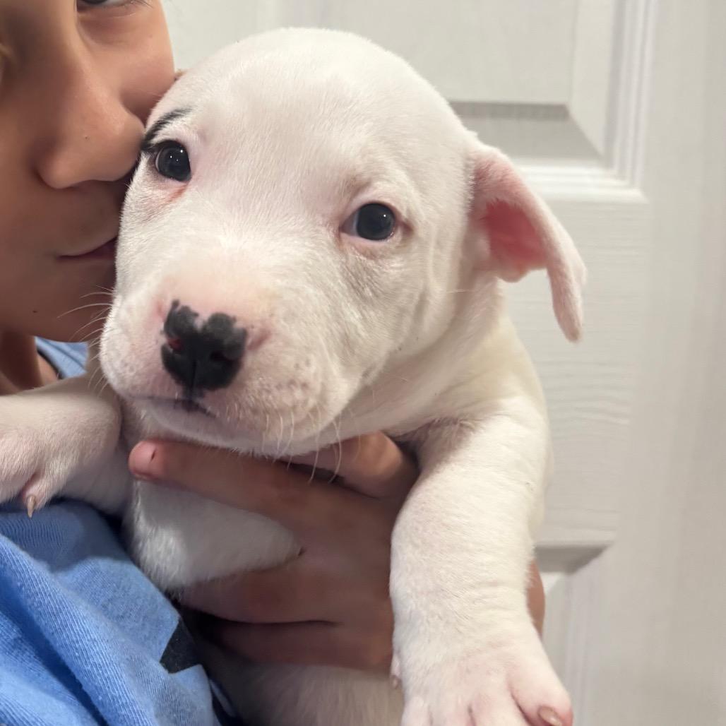 Enlarge Indigo, a Adoptable mixed breed in Pasadena , MD image 1/1