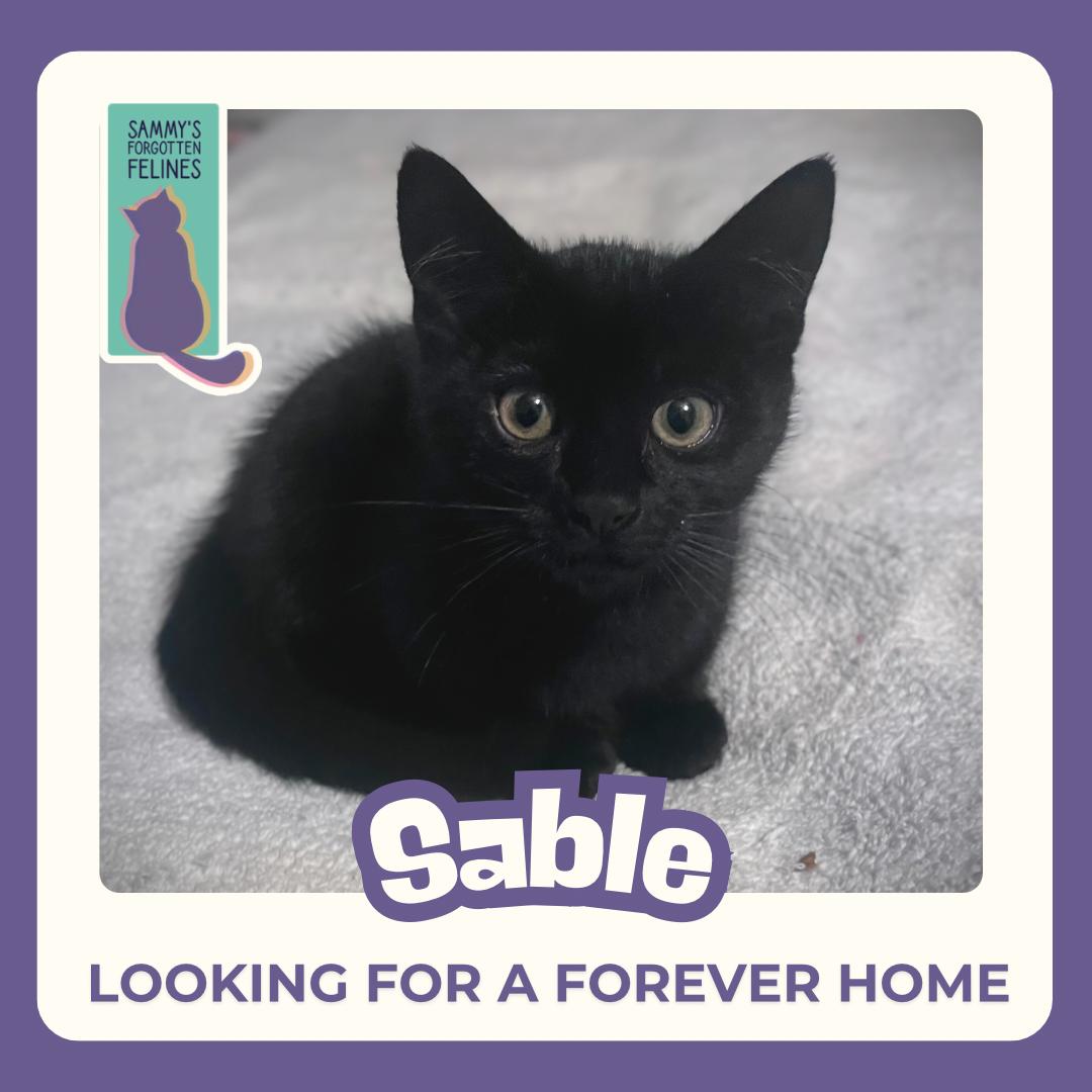 Enlarge Sable, a Adopted Domestic Short Hair in Kamloops, BC image 1/1