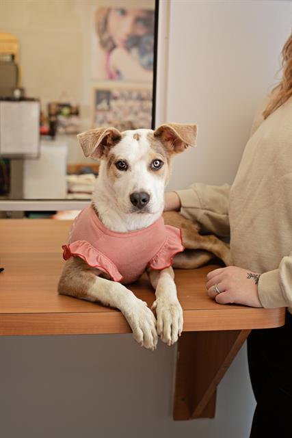 Enlarge LINDY, a Adoptable mixed breed in Belleville, IL image 1/1
