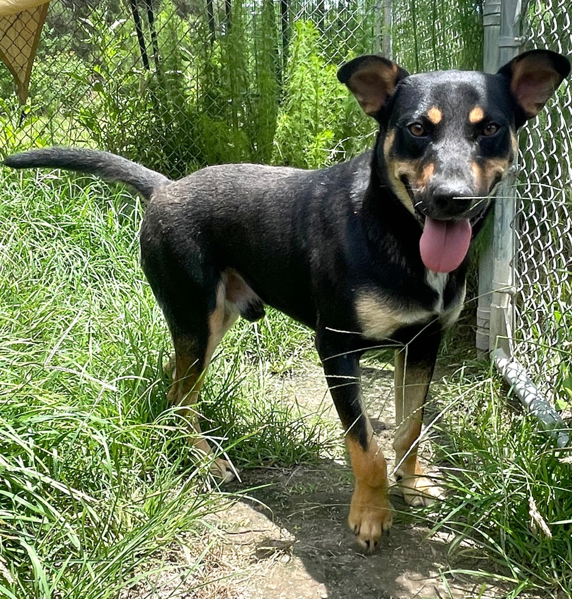 Enlarge Buddy, a Adoptable mixed breed in Oakland, NJ image 4/4