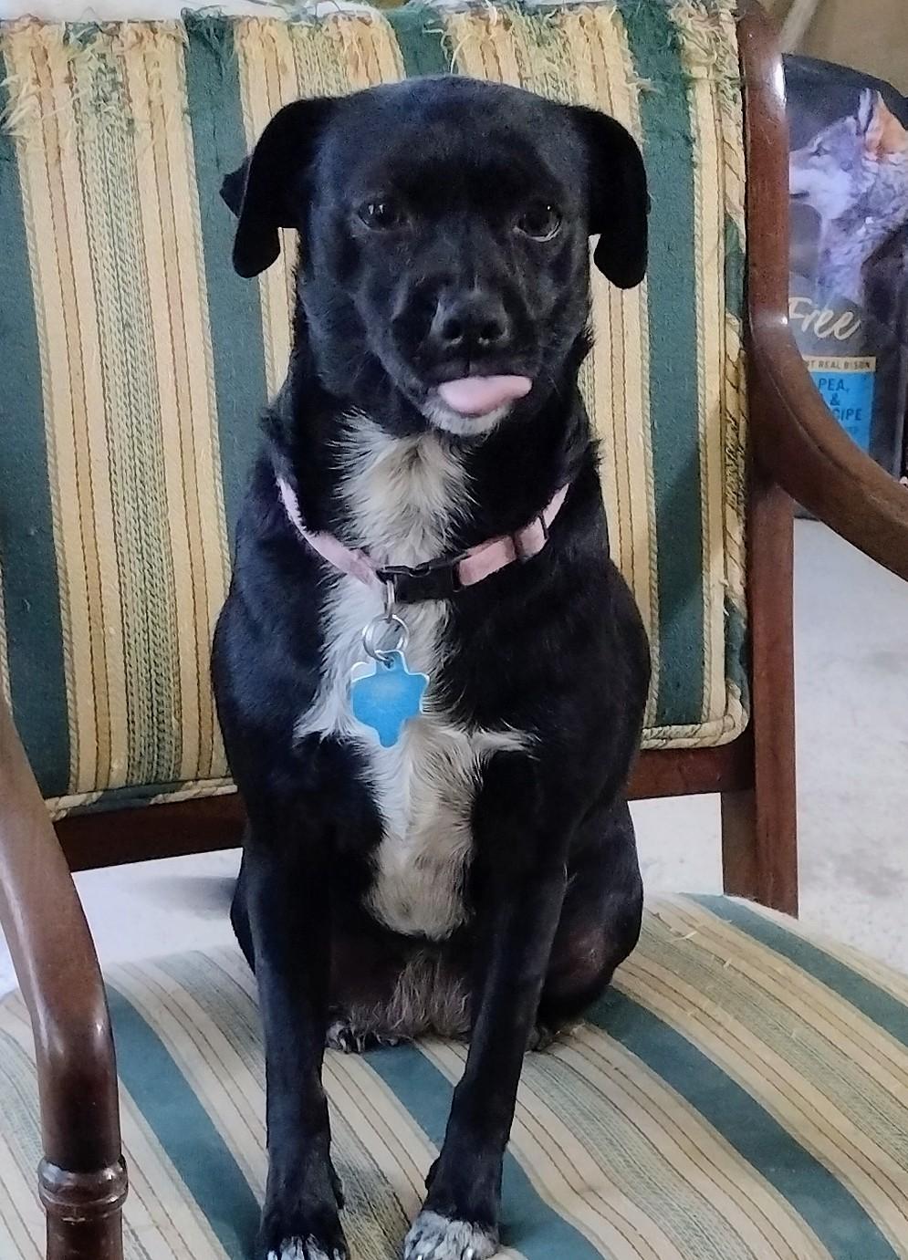 Sugar, adopted, Senior Female Chihuahua.