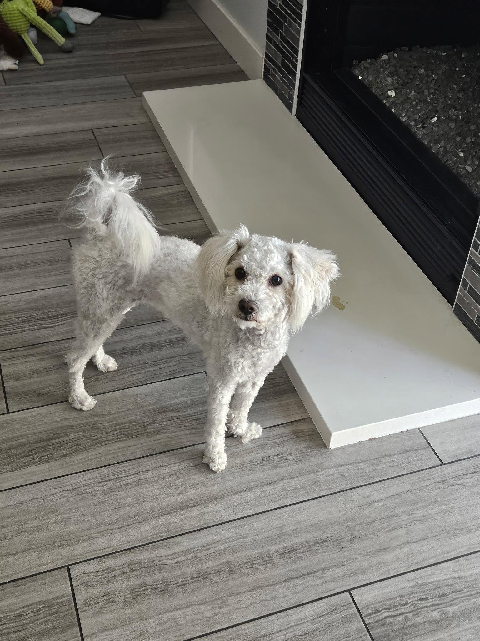 Enlarge Pearl, a Adopted Poodle in Orange, CA image 1/3