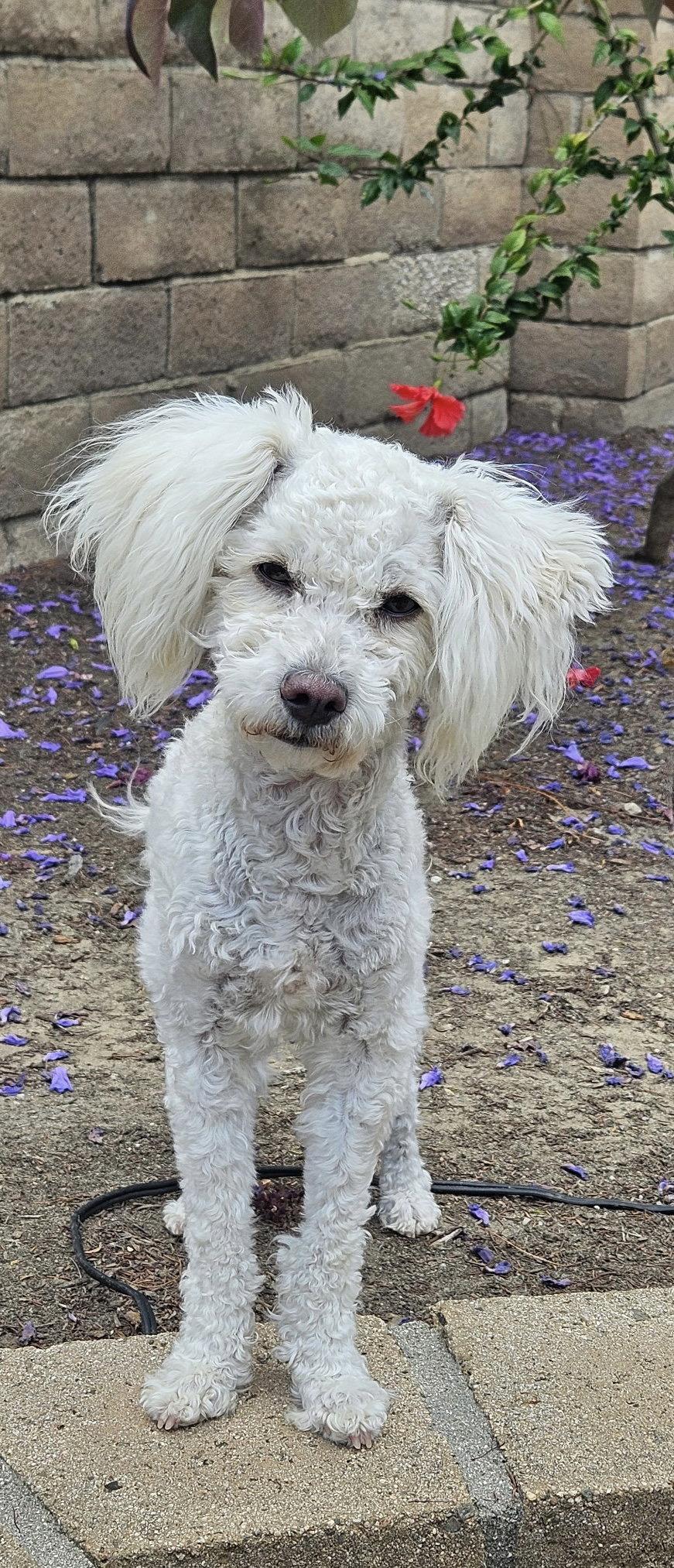 Enlarge Pearl, a Adopted Poodle in Orange, CA image 2/3
