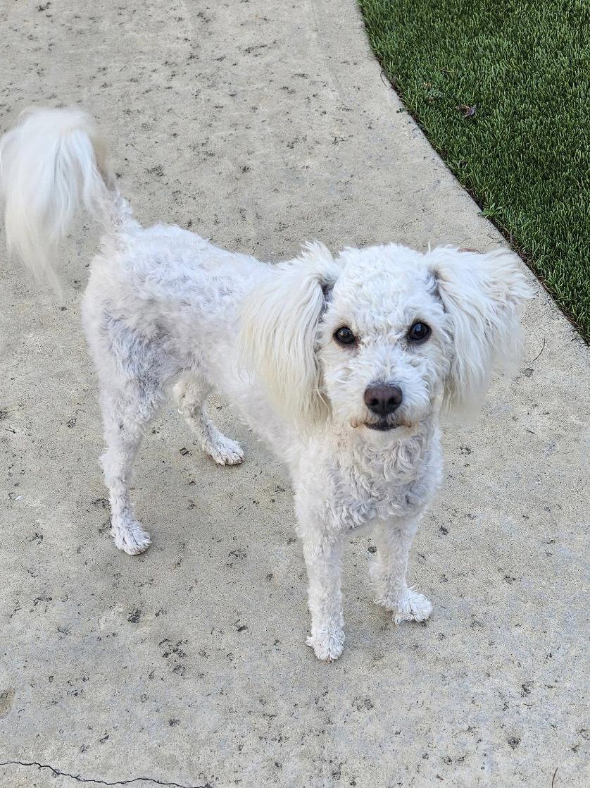 Enlarge Pearl, a Adopted Poodle in Orange, CA image 3/3