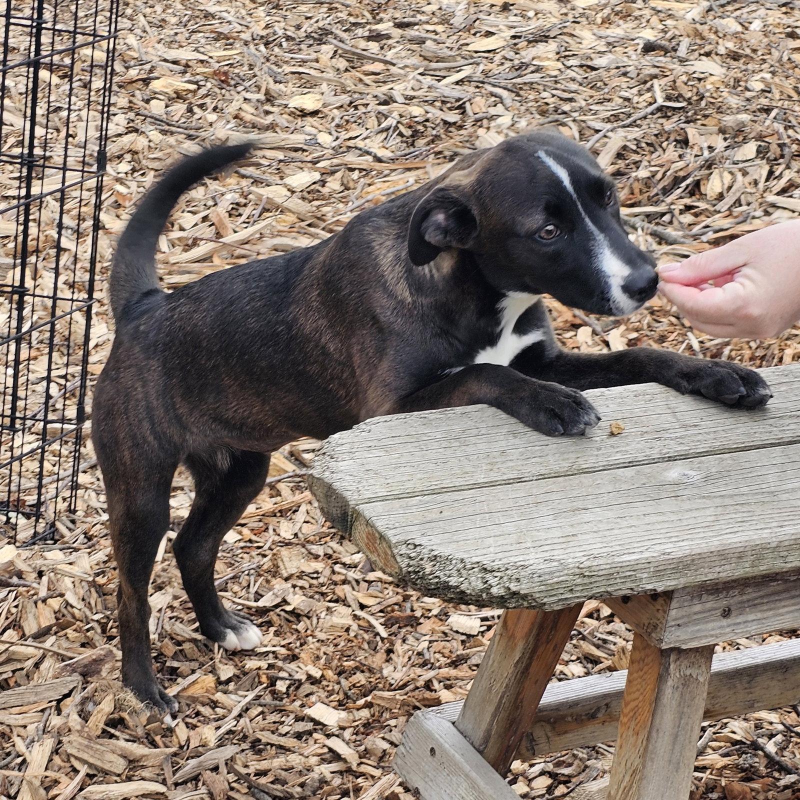 Rachel, a Adoptable mixed breed in Ringwood, NJ image 2/3
