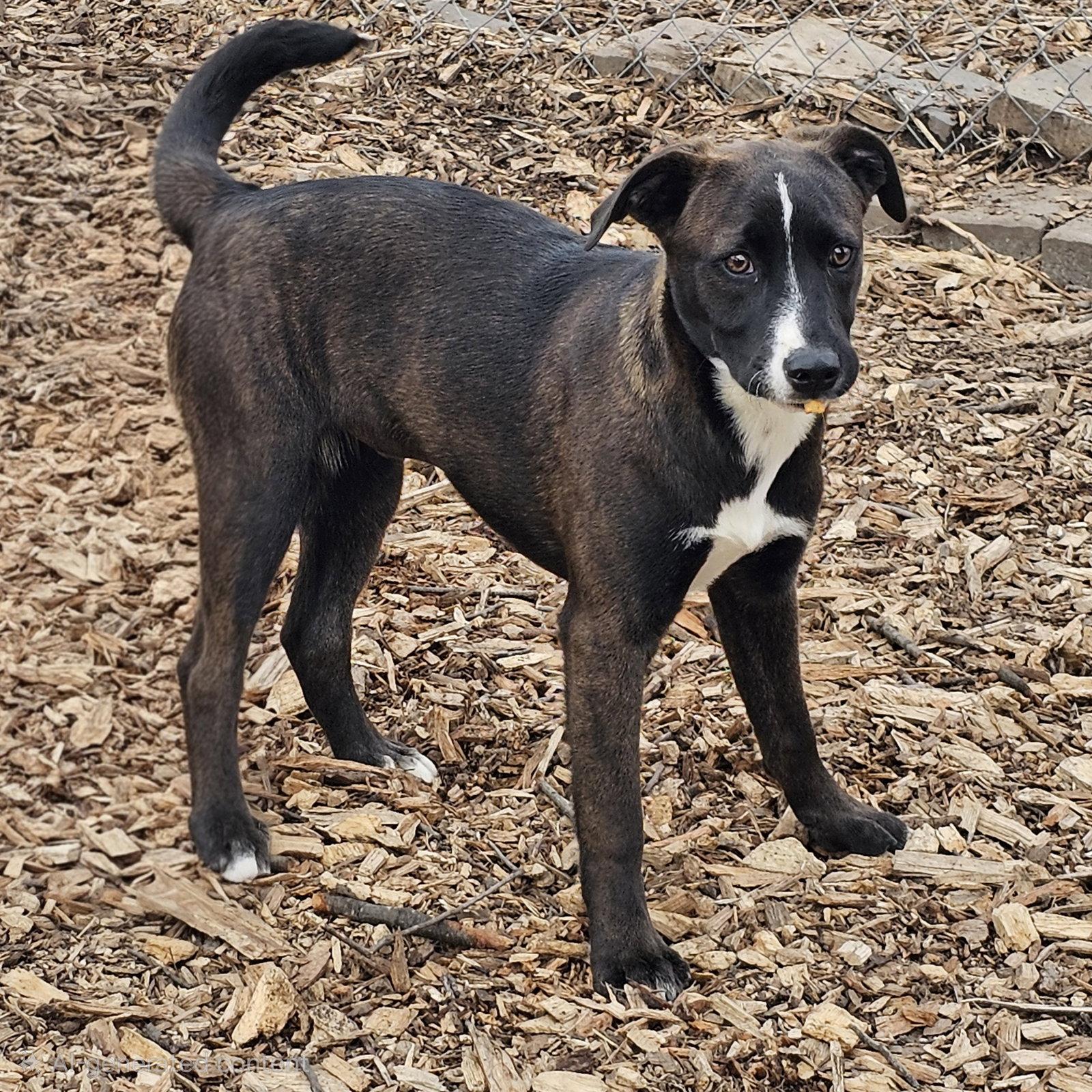 Rachel, a Adoptable mixed breed in Ringwood, NJ image 1/3