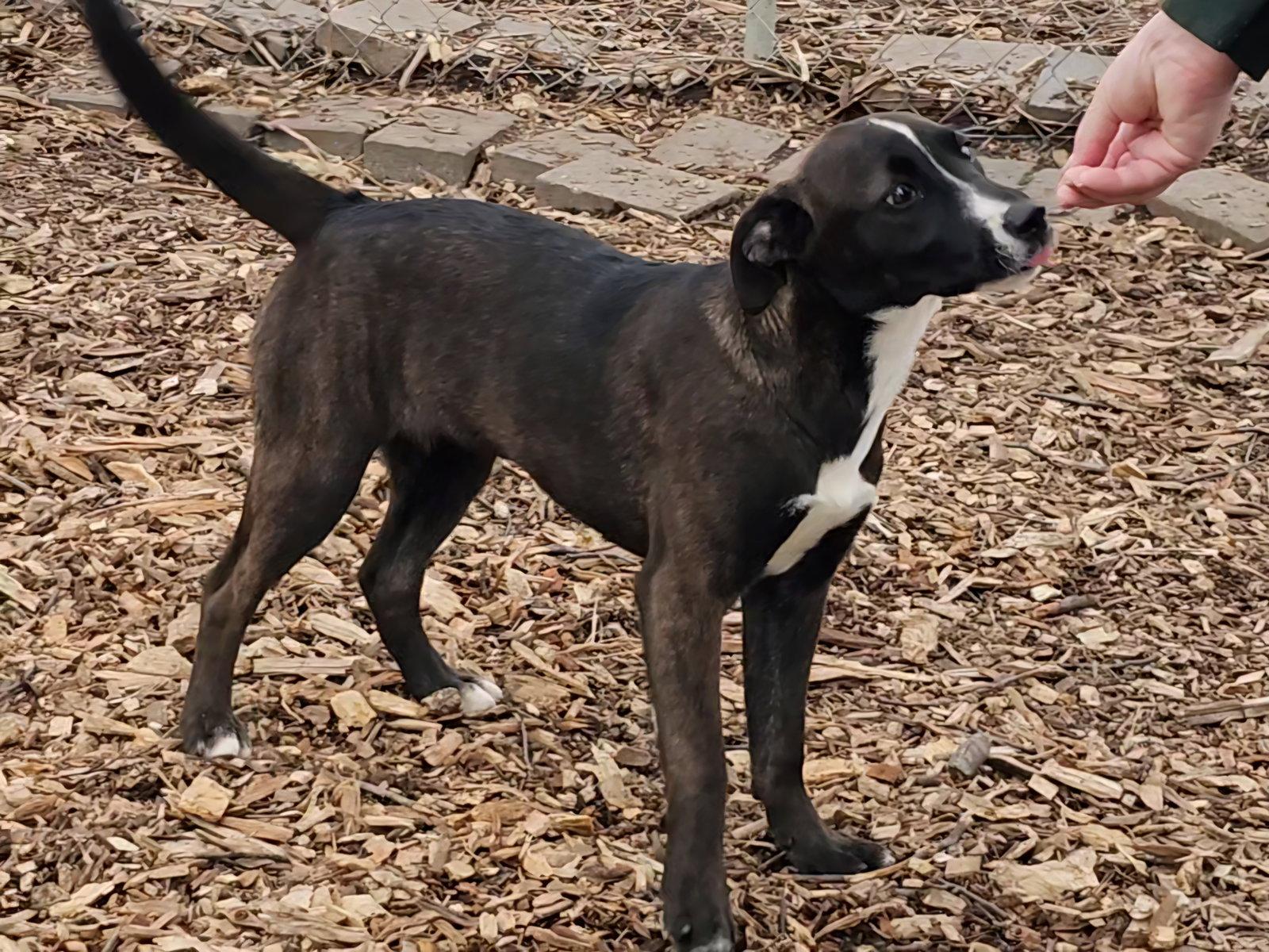 Rachel, a Adoptable mixed breed in Ringwood, NJ image 3/3