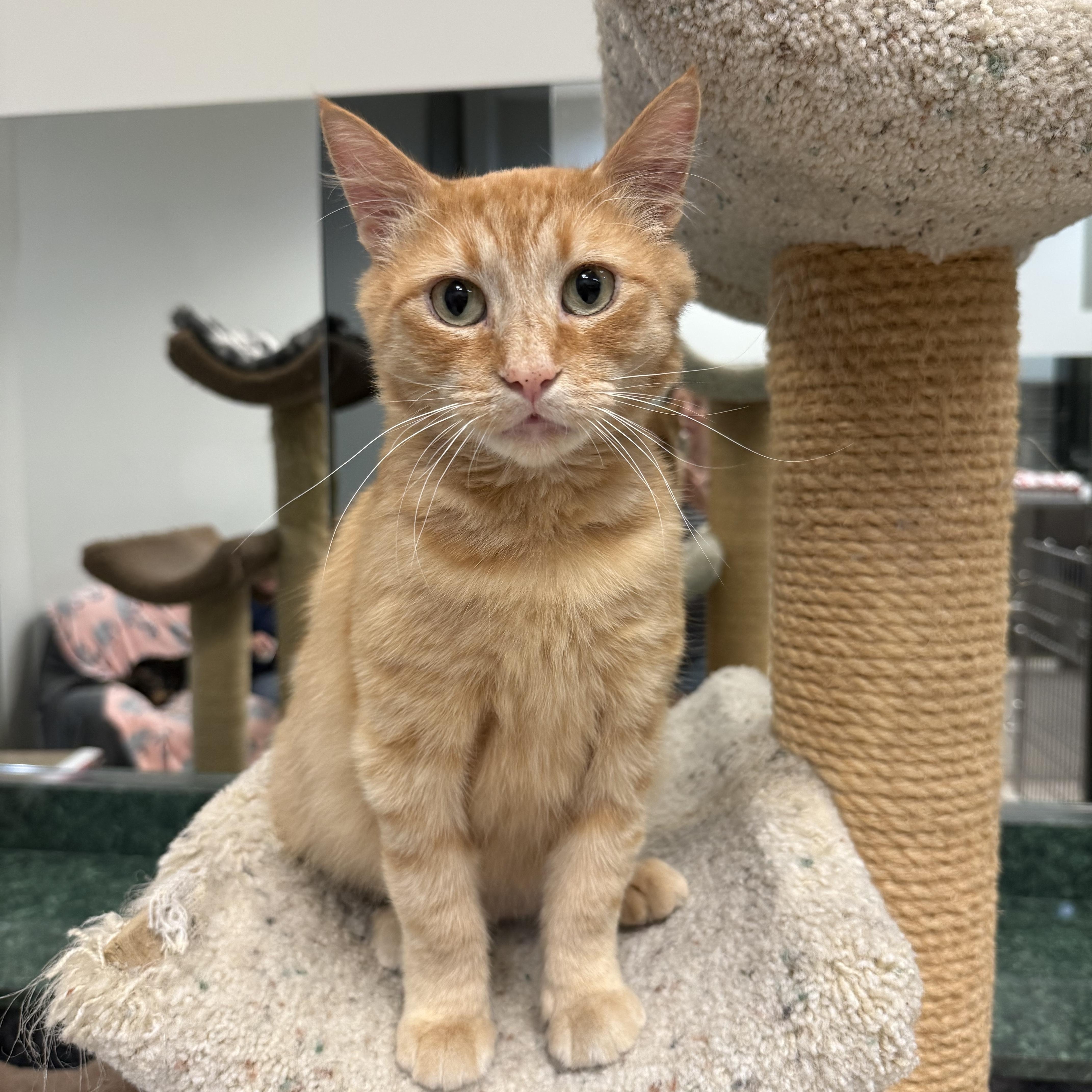 Enlarge Sebastian, a ADOPTABLE Domestic Short Hair in Plymouth, MA image 1/5