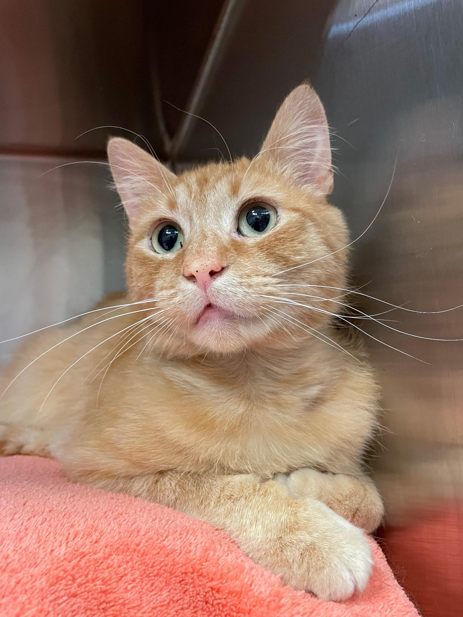 Enlarge Sebastian, a ADOPTABLE Domestic Short Hair in Plymouth, MA image 3/5