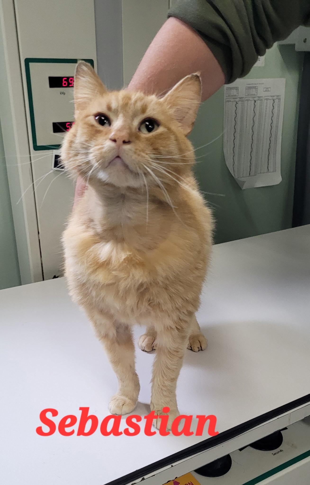 Enlarge Sebastian, a ADOPTABLE Domestic Short Hair in Plymouth, MA image 4/4