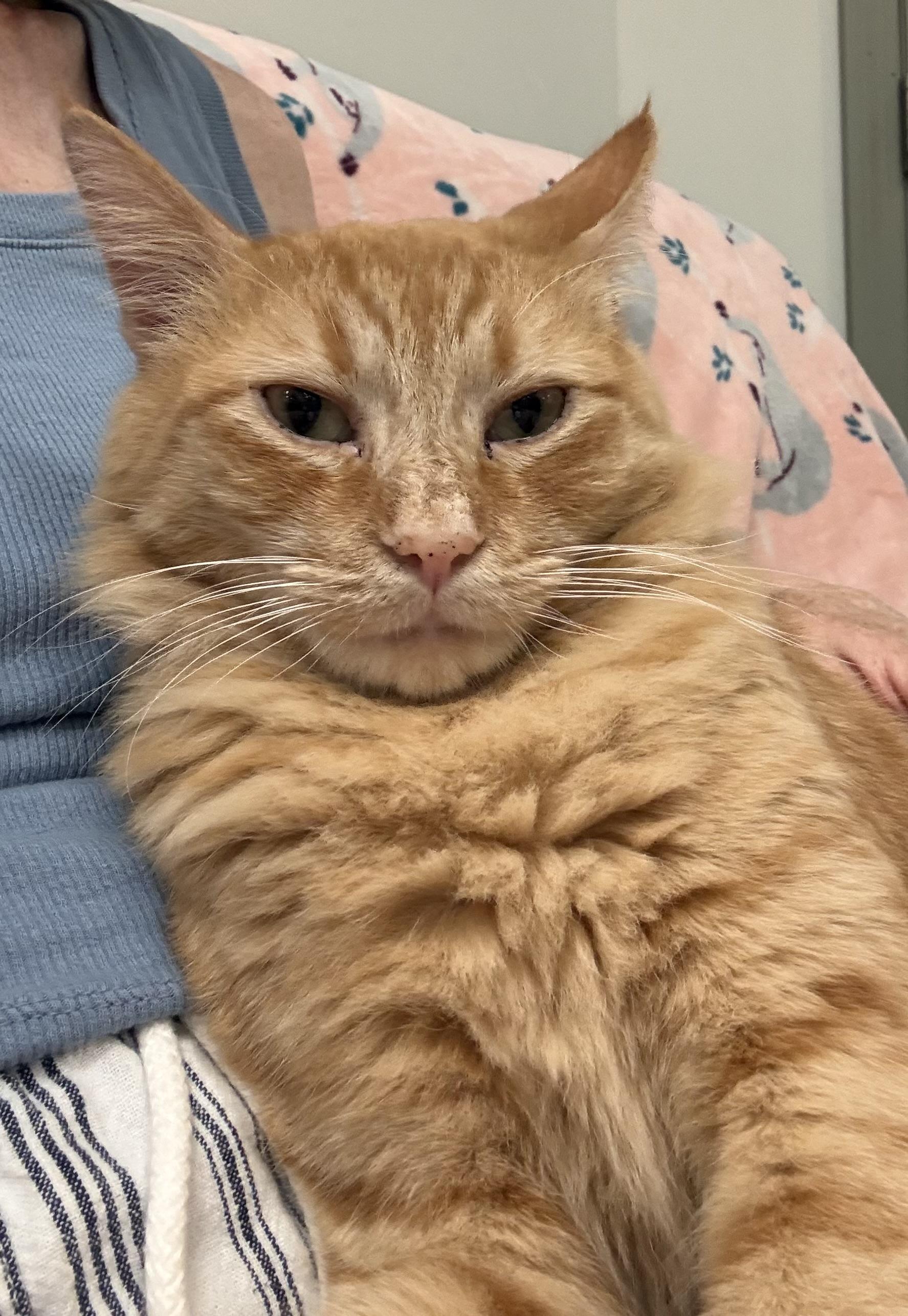 Enlarge Sebastian, a ADOPTABLE Domestic Short Hair in Plymouth, MA image 2/6