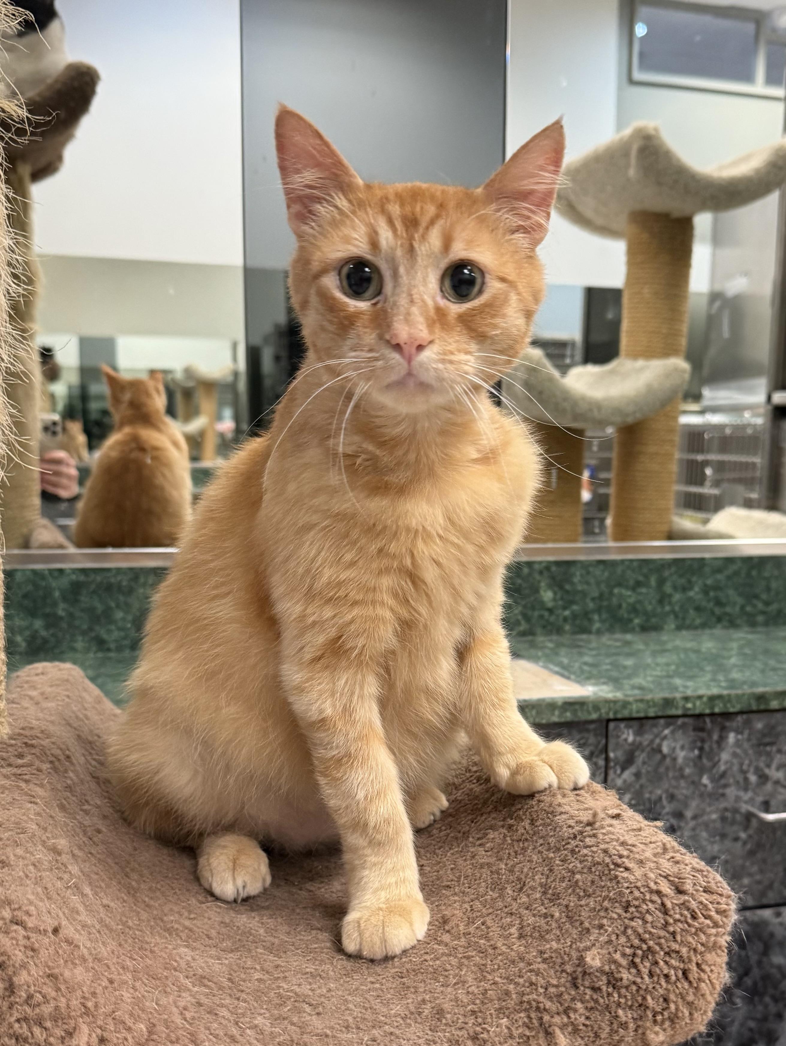 Enlarge Sebastian, a ADOPTABLE Domestic Short Hair in Plymouth, MA image 2/5