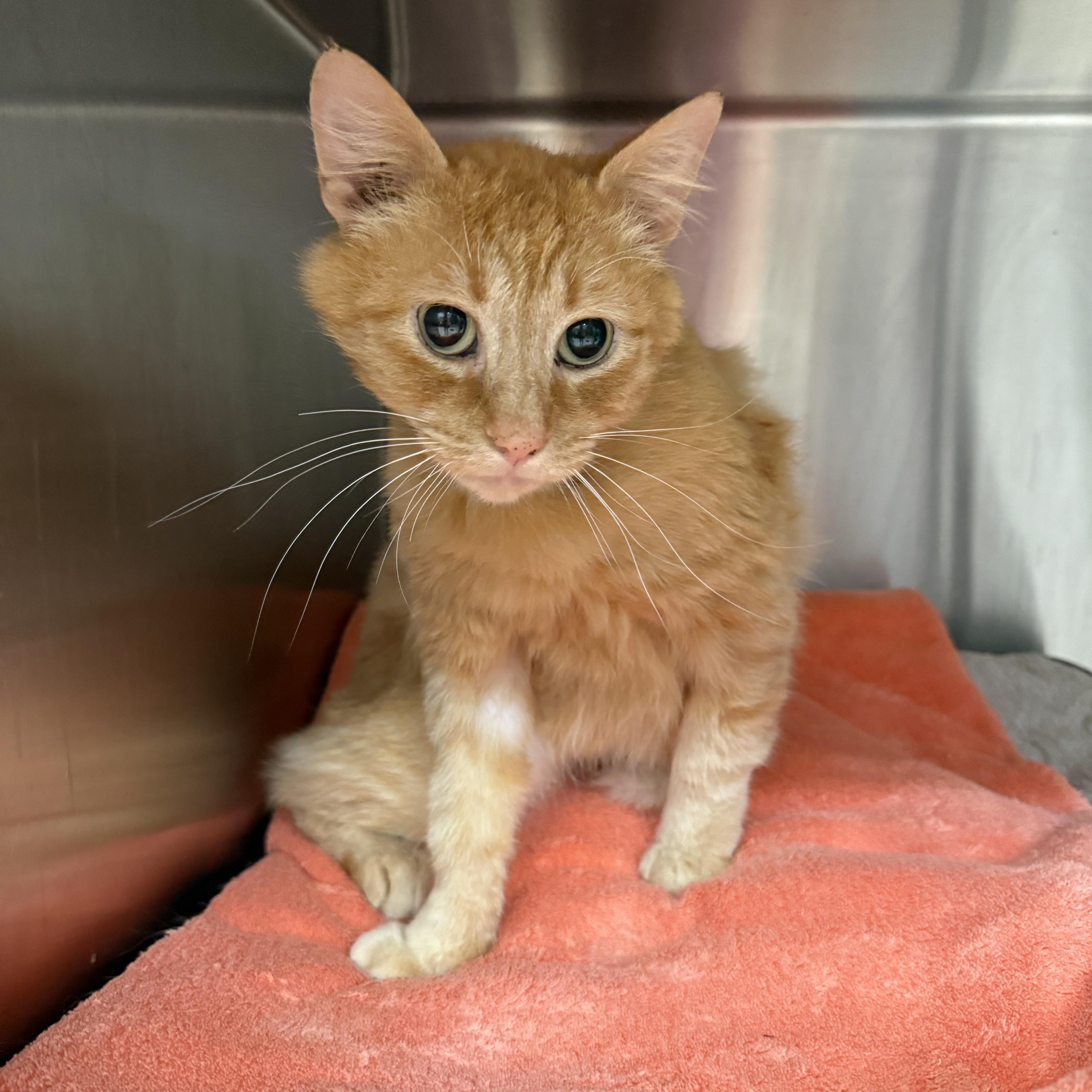 Sebastian, ADOPTABLE, Adult Male Domestic Short Hair.