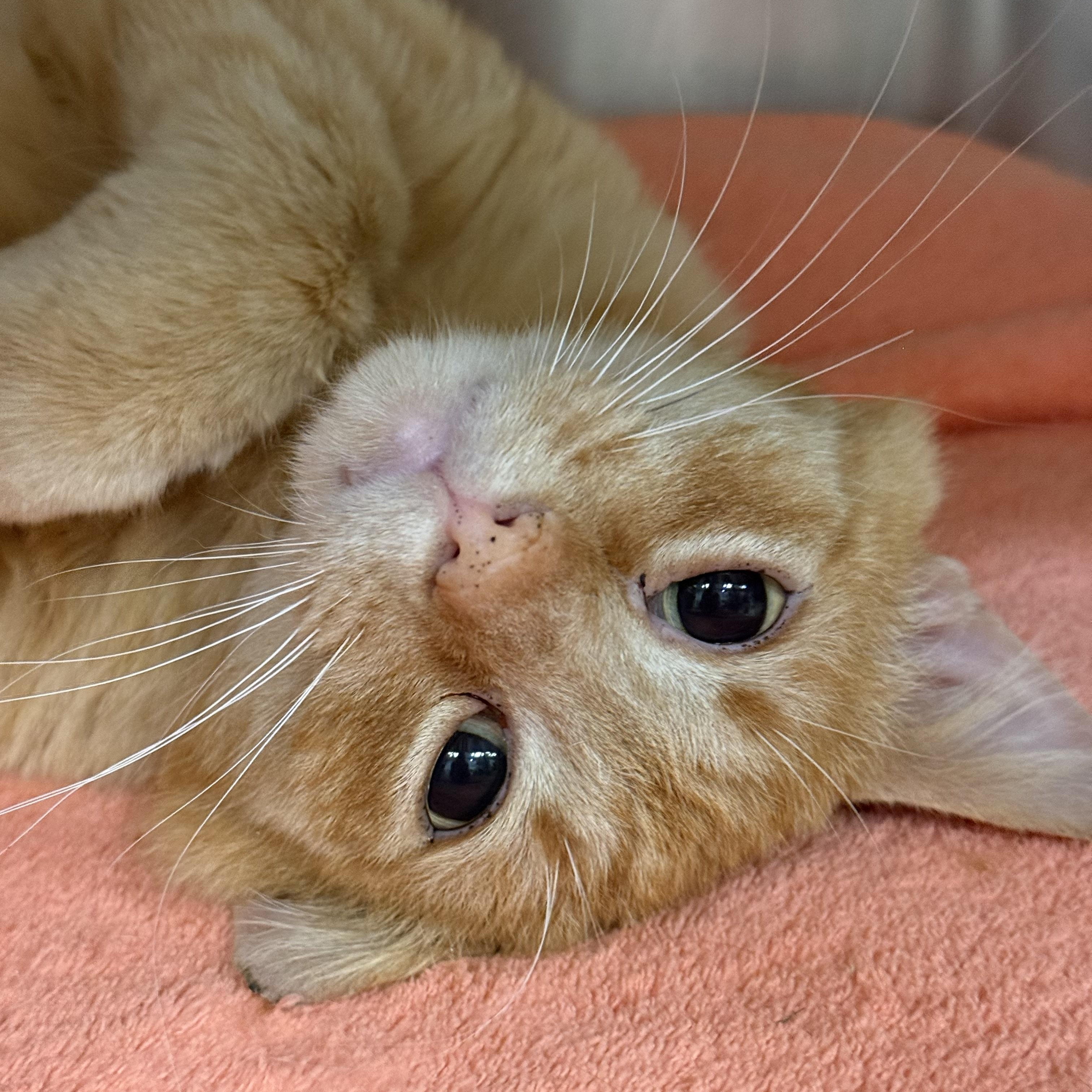 Enlarge Sebastian, a ADOPTABLE Domestic Short Hair in Plymouth, MA image 2/4