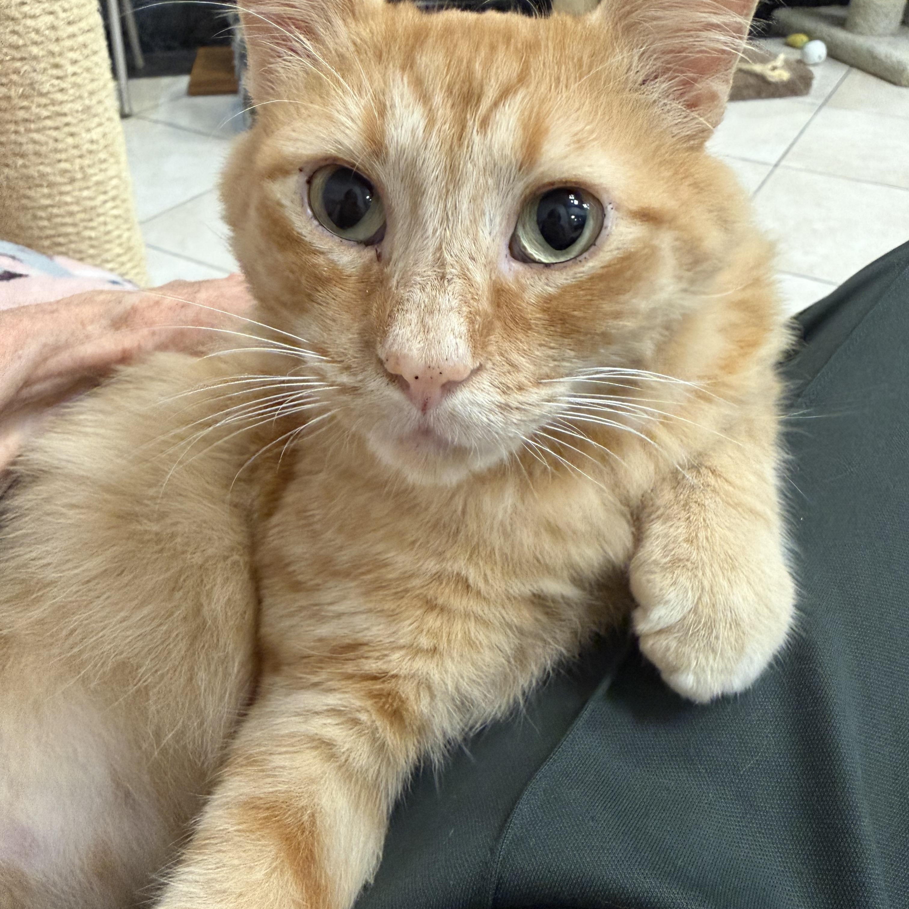 Sebastian, ADOPTABLE, Adult Male Domestic Short Hair.