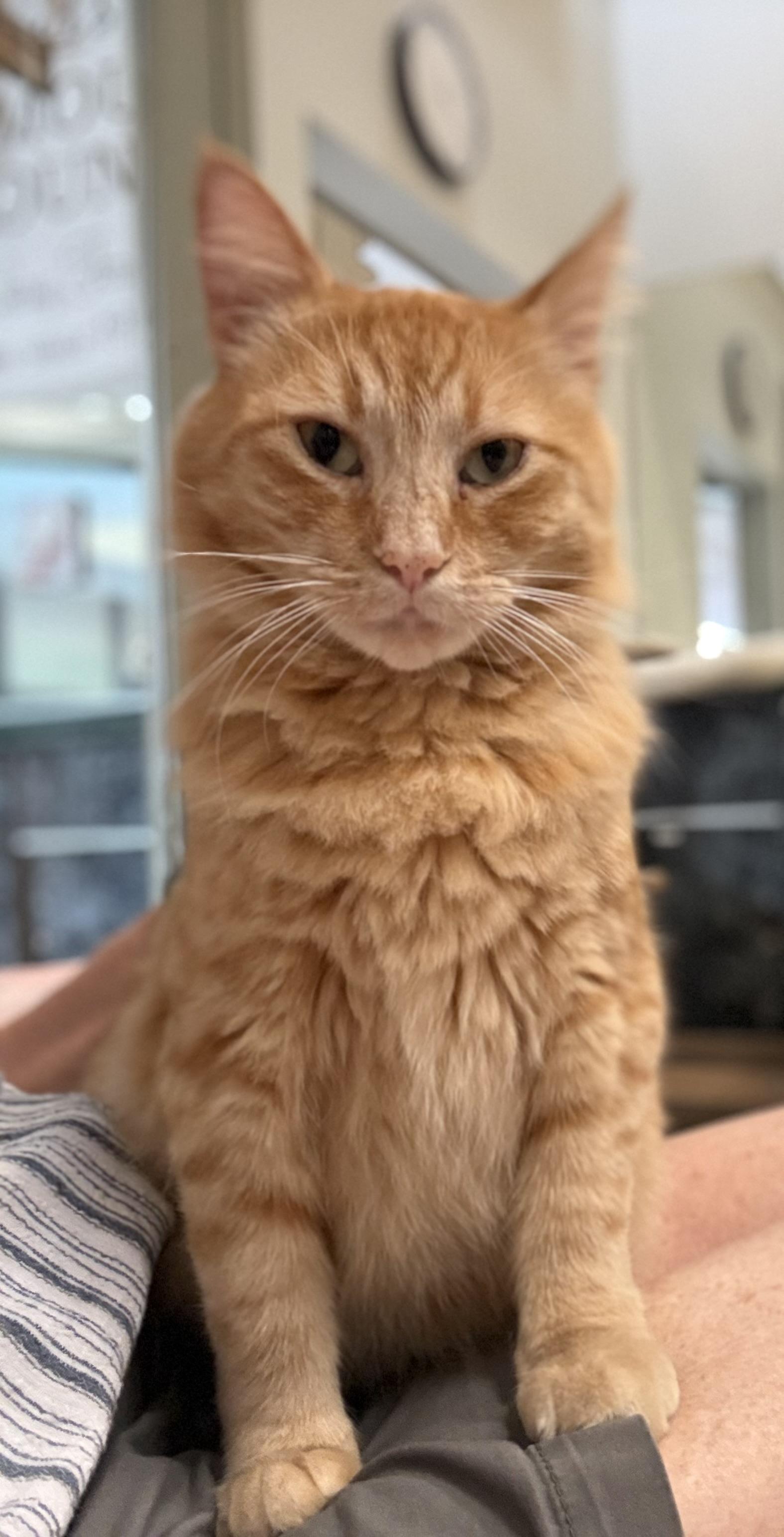 Enlarge Sebastian, a ADOPTABLE Domestic Short Hair in Plymouth, MA image 1/6