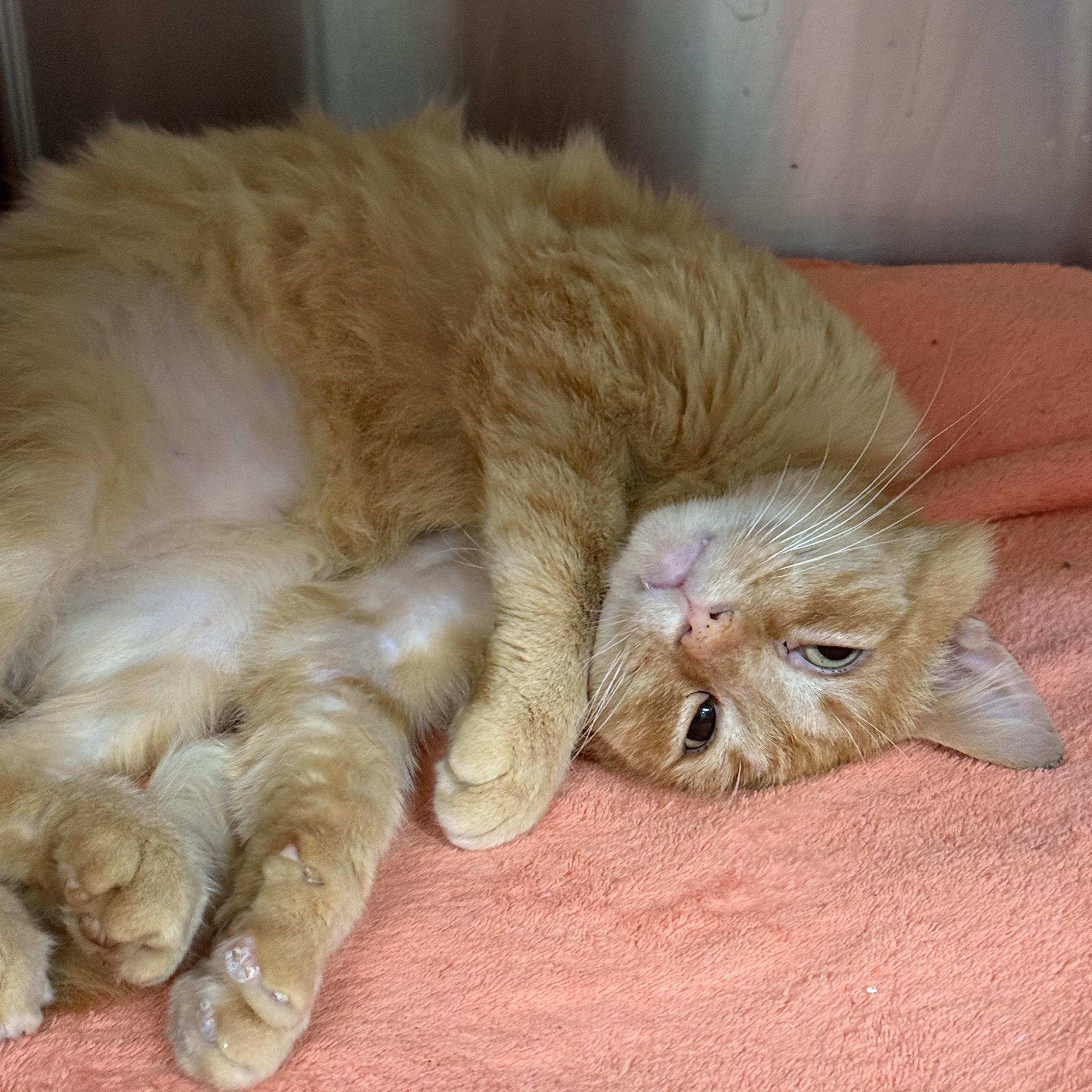 Enlarge Sebastian, a ADOPTABLE Domestic Short Hair in Plymouth, MA image 3/4