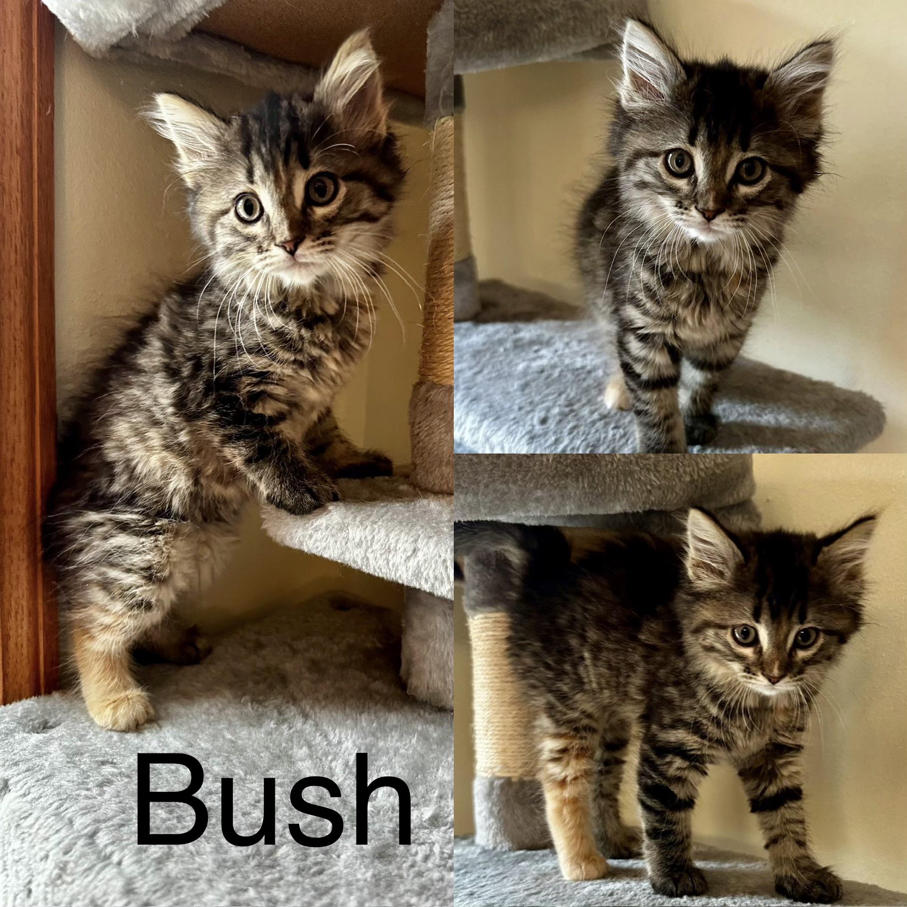 Enlarge Bush, an adopted Domestic Medium Hair in Reeseville, WI image 1/1