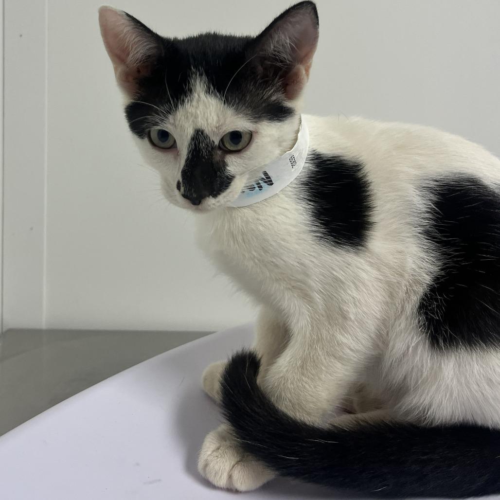 Enlarge Normand, a Adoptable mixed breed in Hattiesburg, MS image 1/2