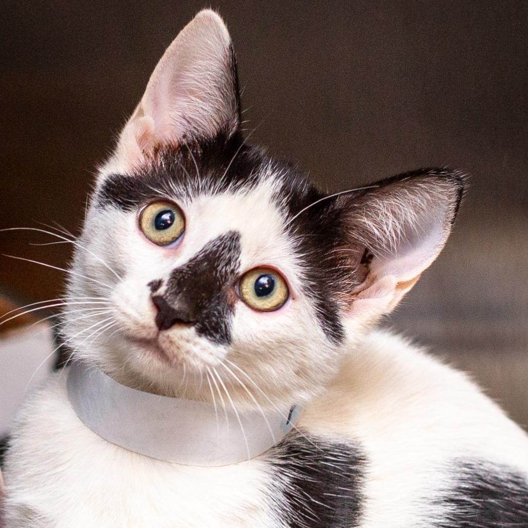 Enlarge Normand, a Adoptable mixed breed in Hattiesburg, MS image 2/2