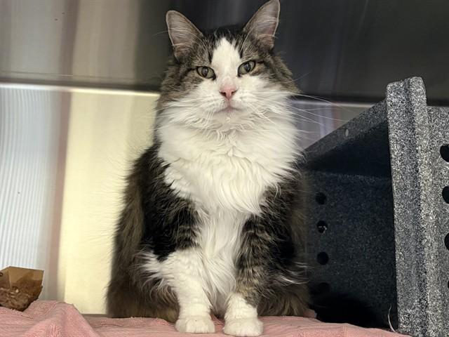 MOCHI *CHU*, Adoptable, Adult Female Domestic Short Hair.